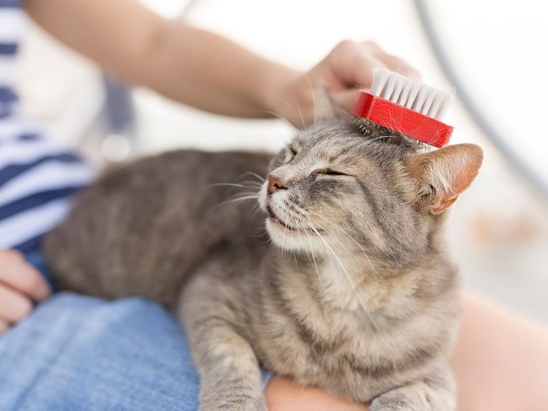 Gentle Brushing Sessions