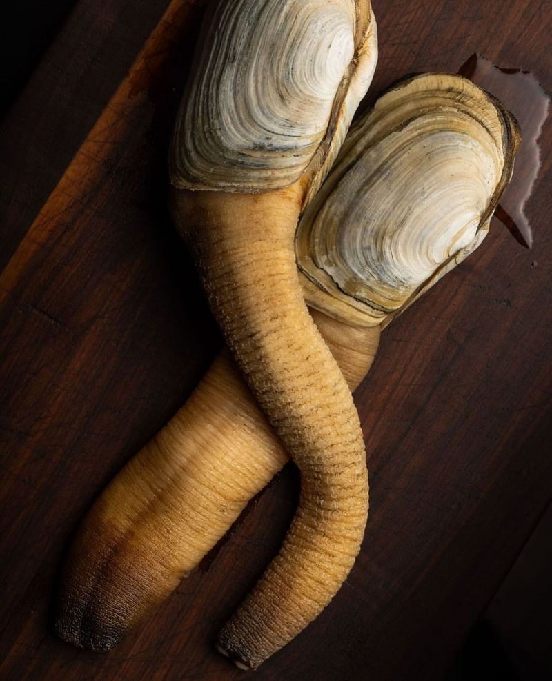 Geoduck Clam