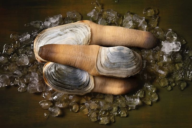 Geoduck Clams