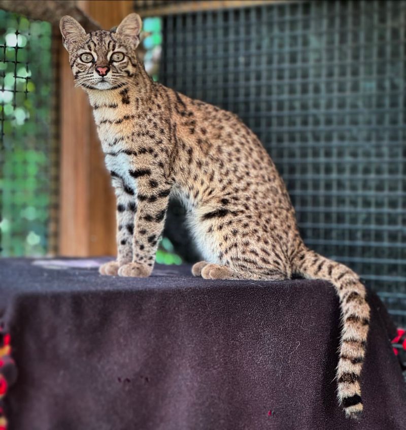 Geoffroy's Cat