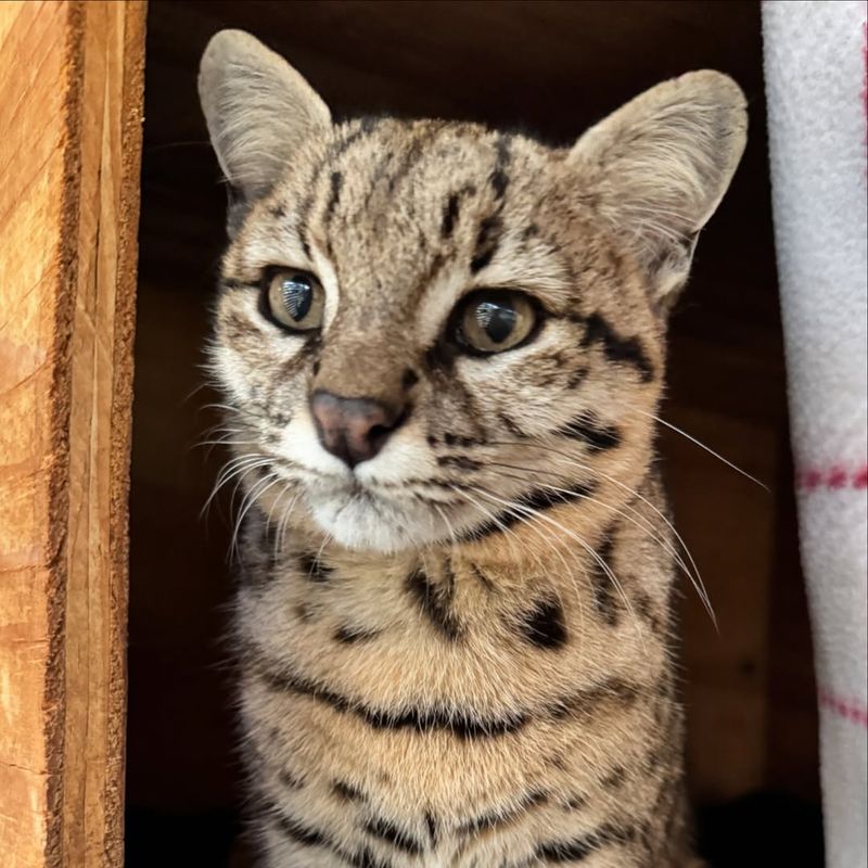 Geoffroy's Cat