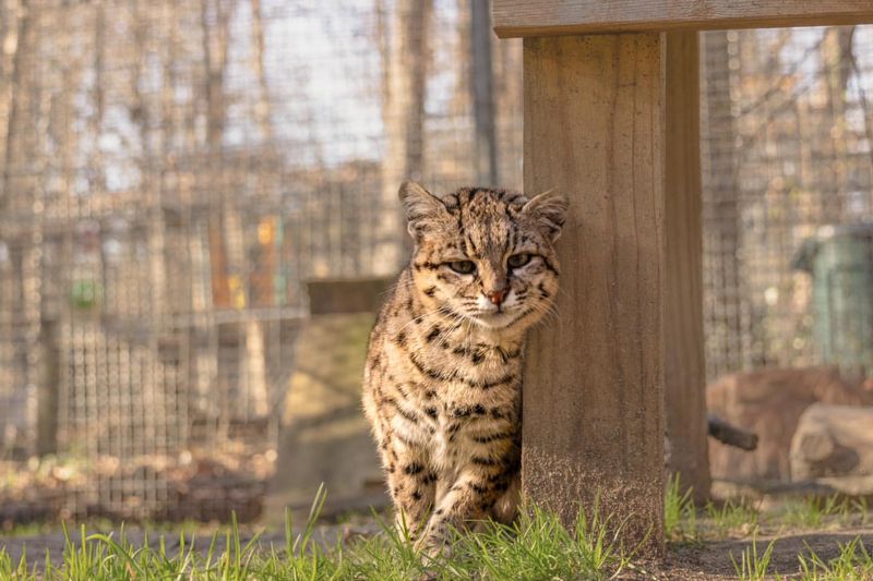 Geoffroy's Cat