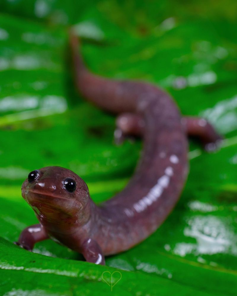 Georgia's Marsh Marvel: Two-toed Amphiuma