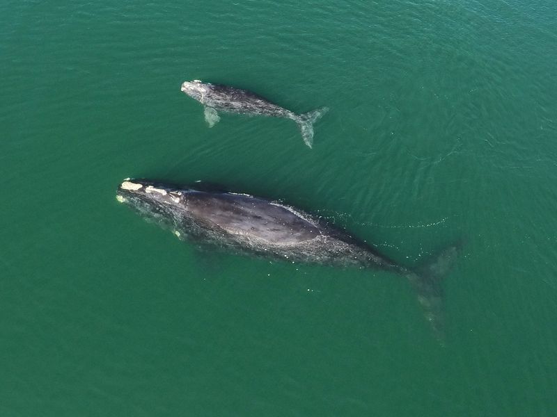 Georgia's Right Whale