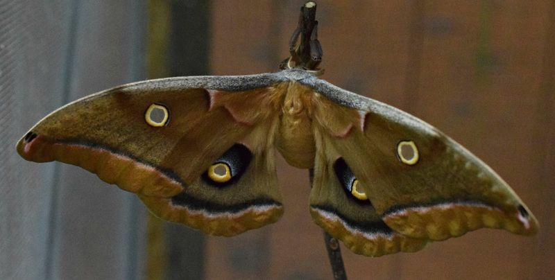 Georgia's Giant Silk Moth