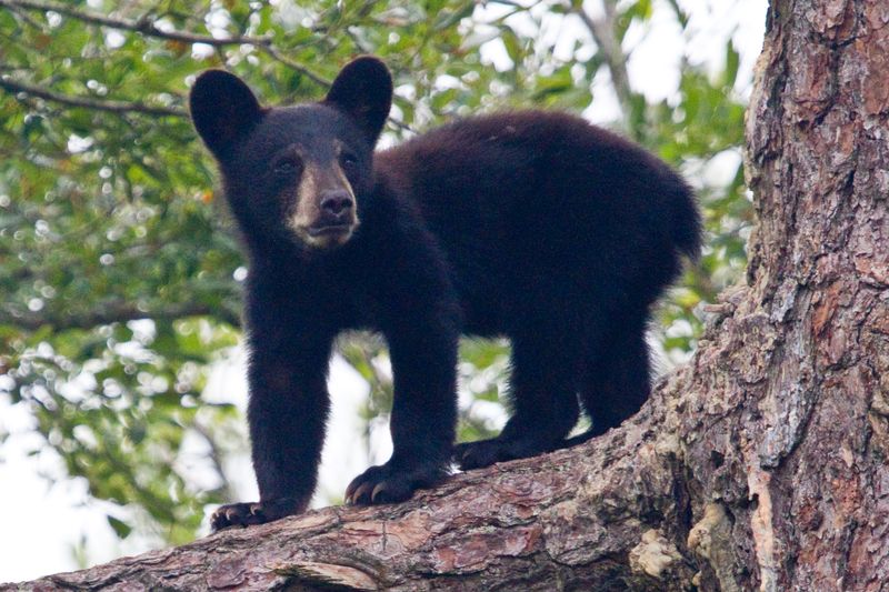 Georgia Bear