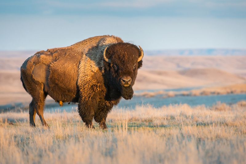 Georgia Bison