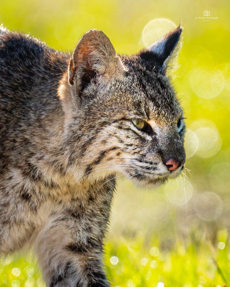 Georgia - Bobcat