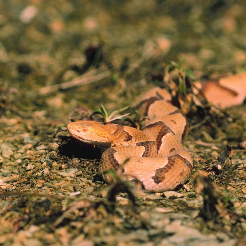 Georgia - Copperhead Snakes