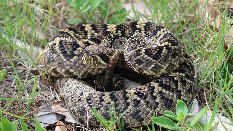 Georgia - Eastern Diamondback Rattlesnake