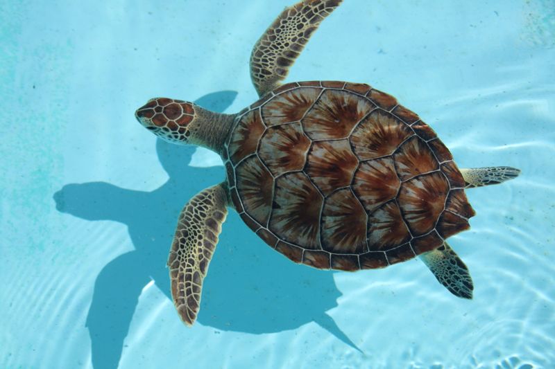 Georgia: Loggerhead Sea Turtle