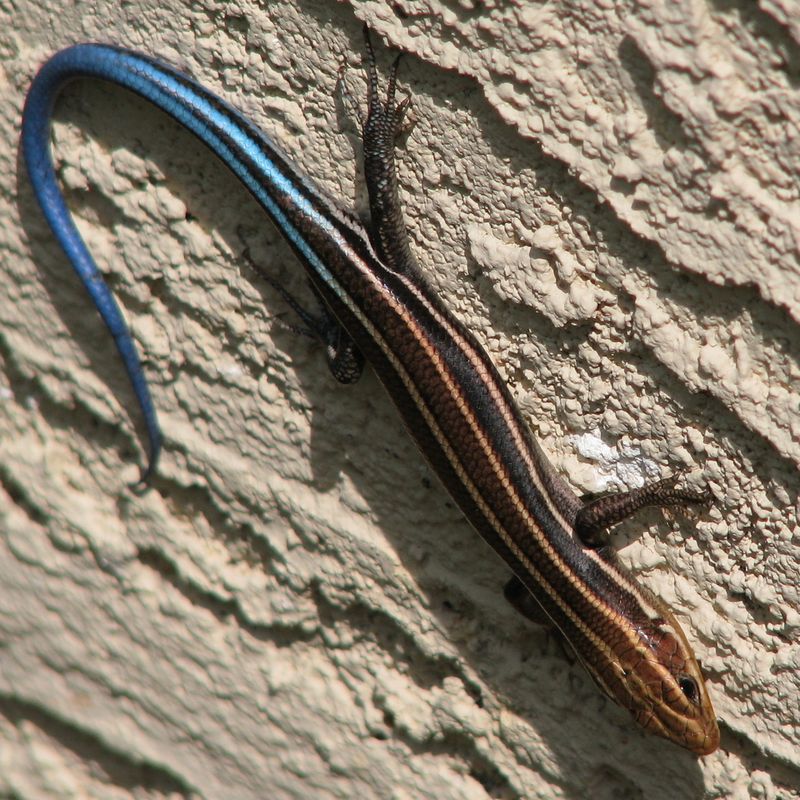 Georgia Southeastern Five-lined Skink