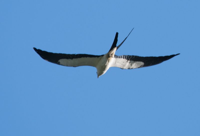 Georgia - Swallow-tailed Kite