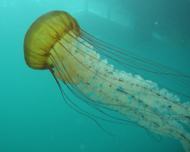 Georgia - The Remarkable Golden Jellyfish