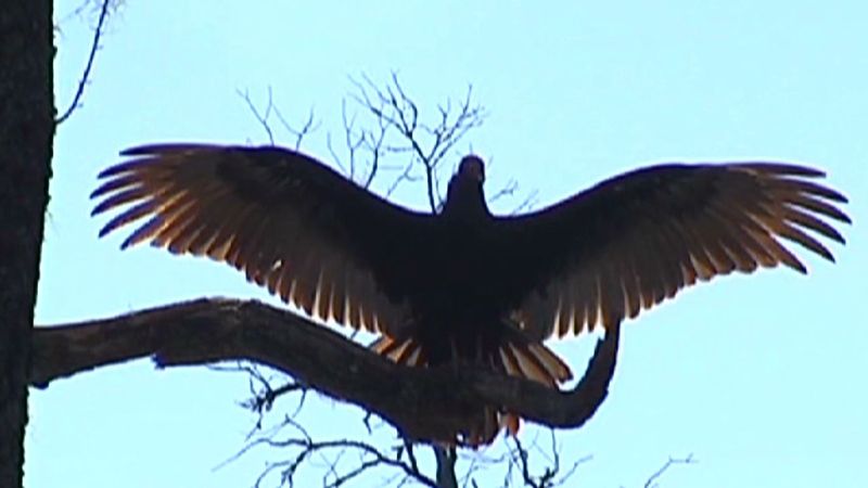 Georgia - Turkey Vulture