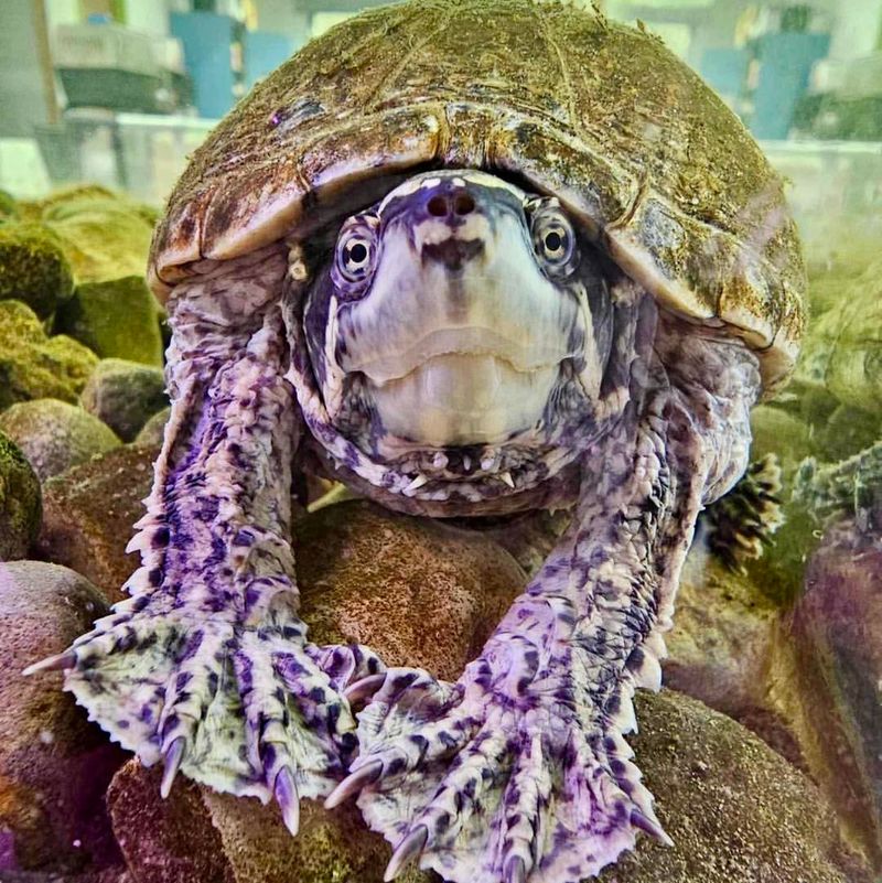 Georgia's Three-Eyed Turtle