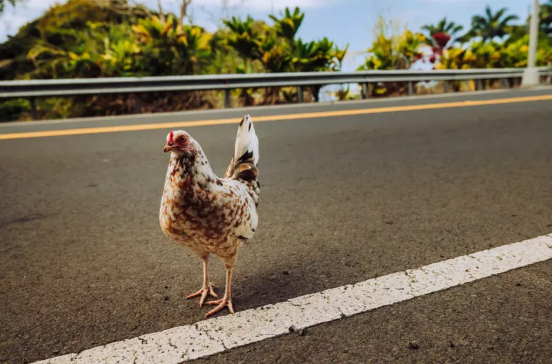 Georgia's Chicken Crossing