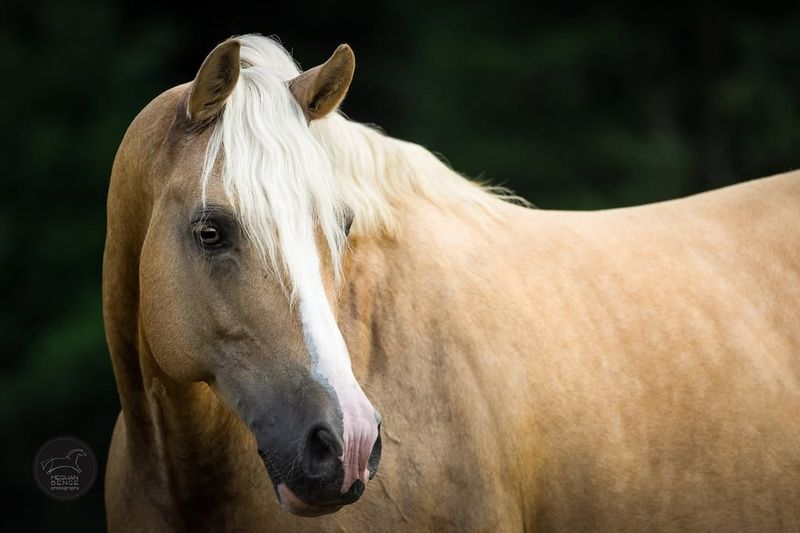 German Riding Pony