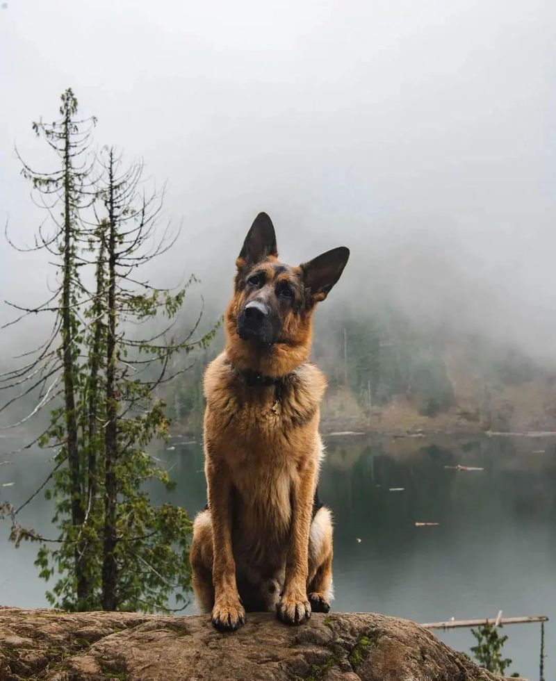 German Shepherd