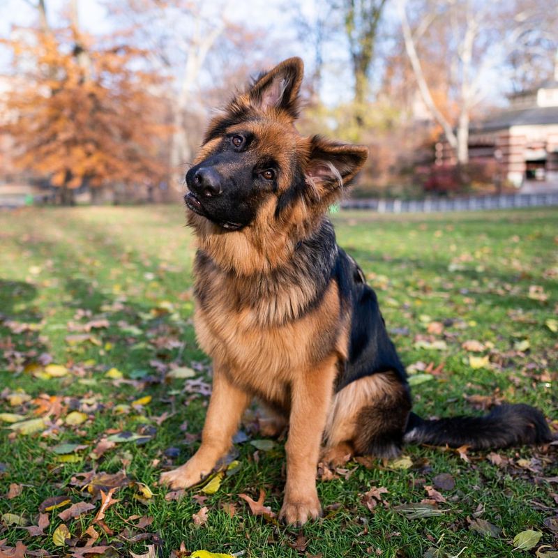 German Shepherd