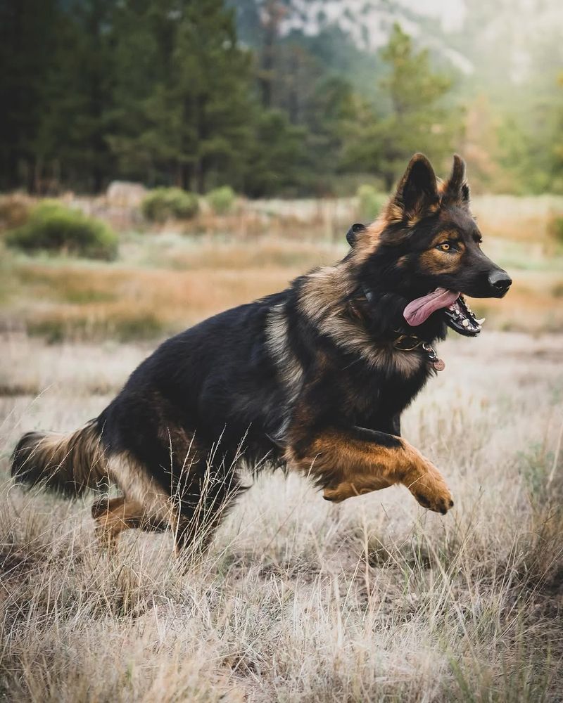 German Shepherd