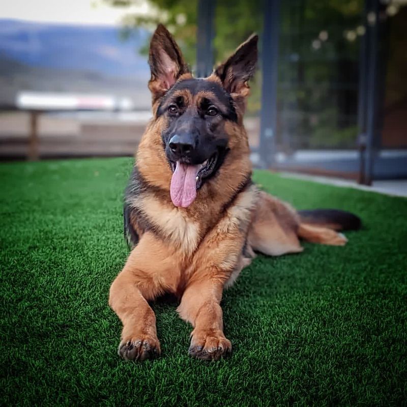 German Shepherd