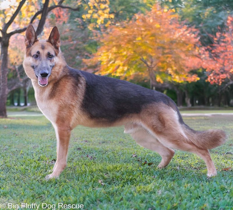 German Shepherd