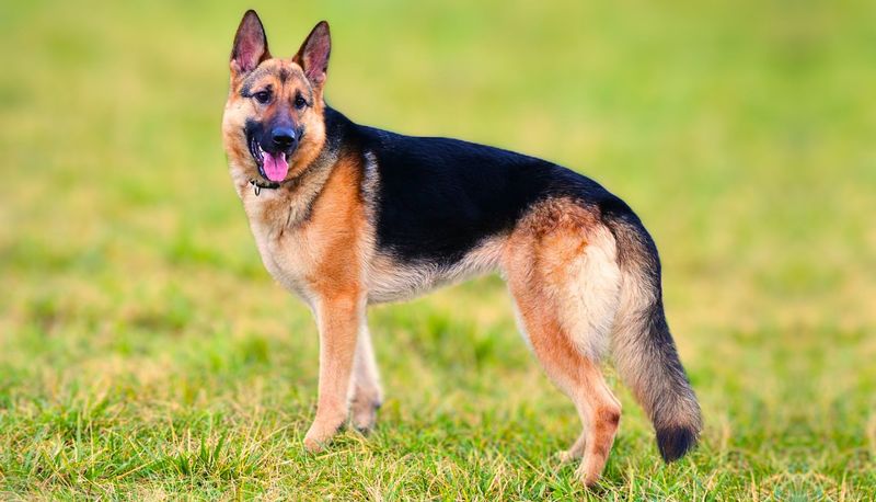 German Shepherd