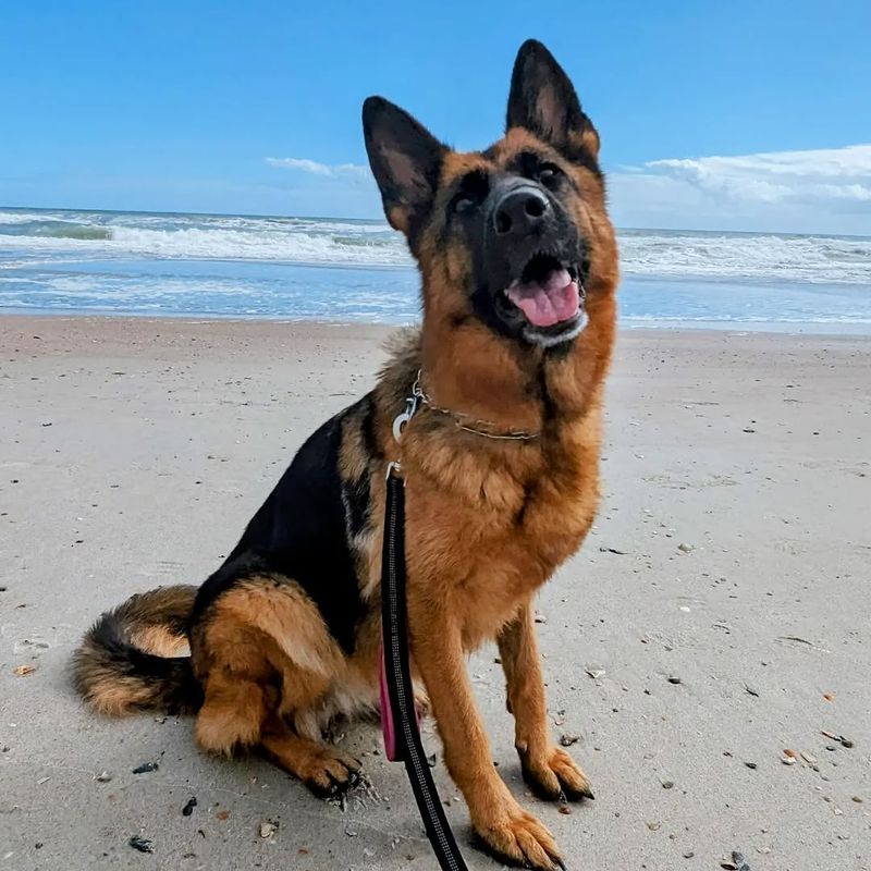 German Shepherd