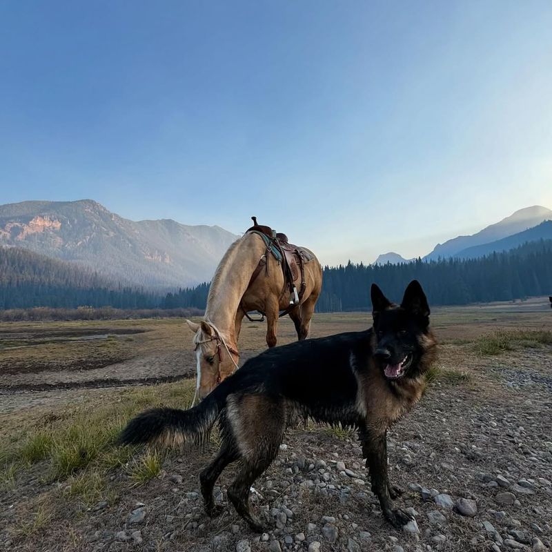 German Shepherd