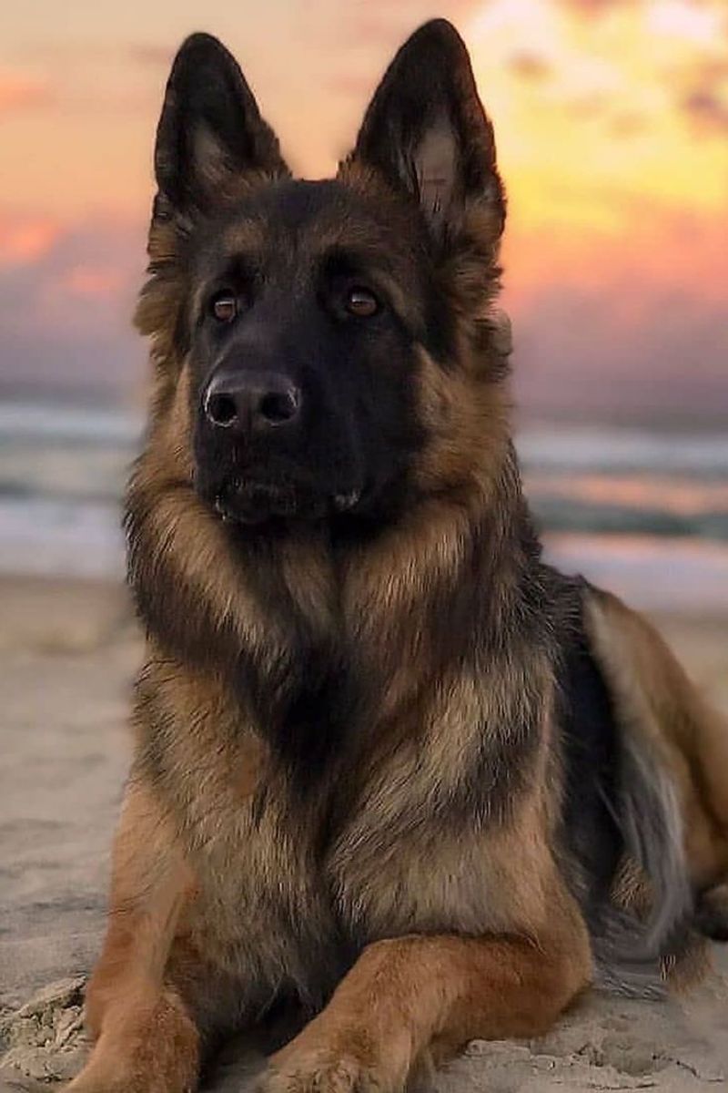 German Shepherd