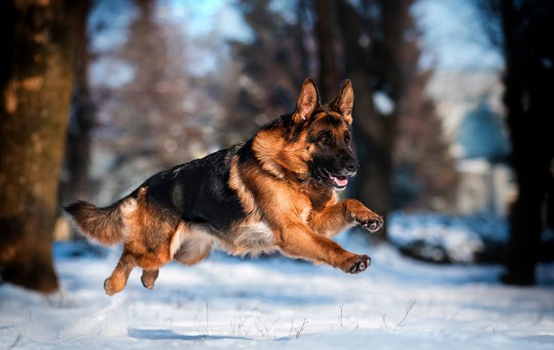 German Shepherd