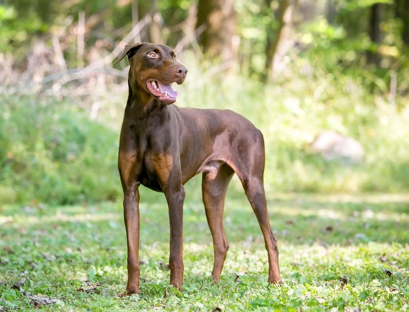 Doberman's Intuitive Empathy