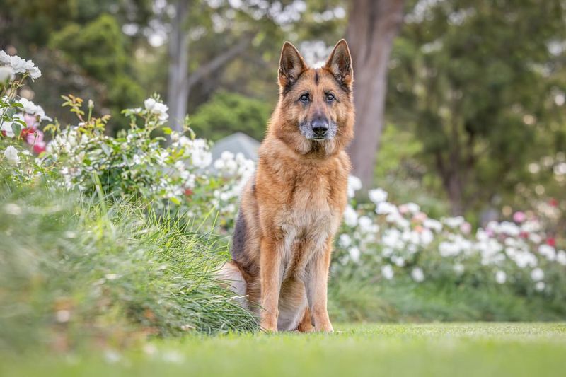 German Shepherd