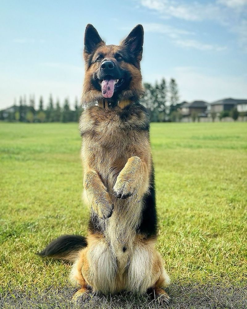 German Shepherd