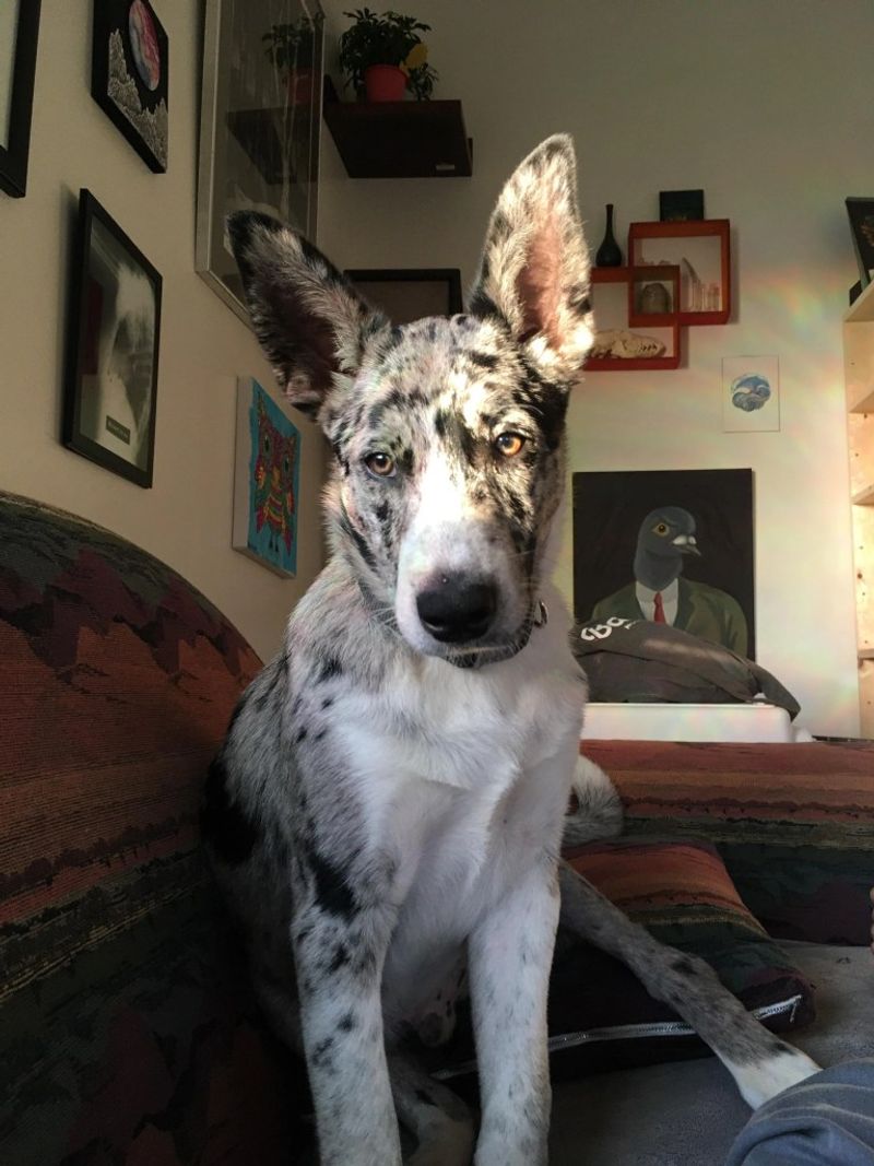 German Shepherd Dalmatian Mix