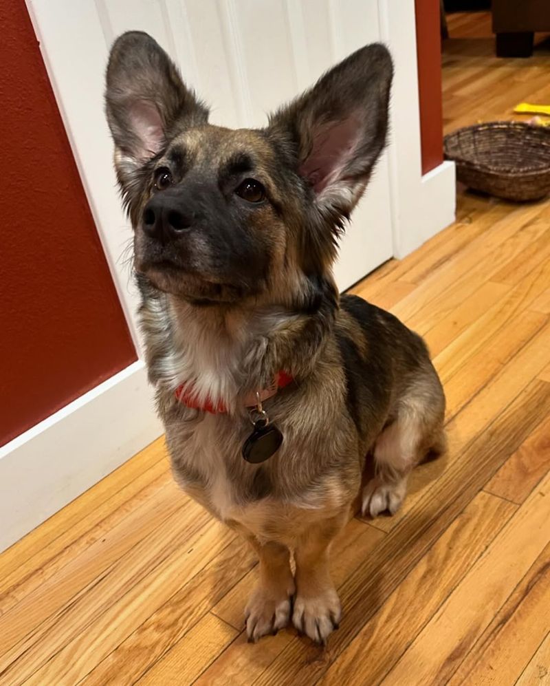 German Shepherd Corgi Mix