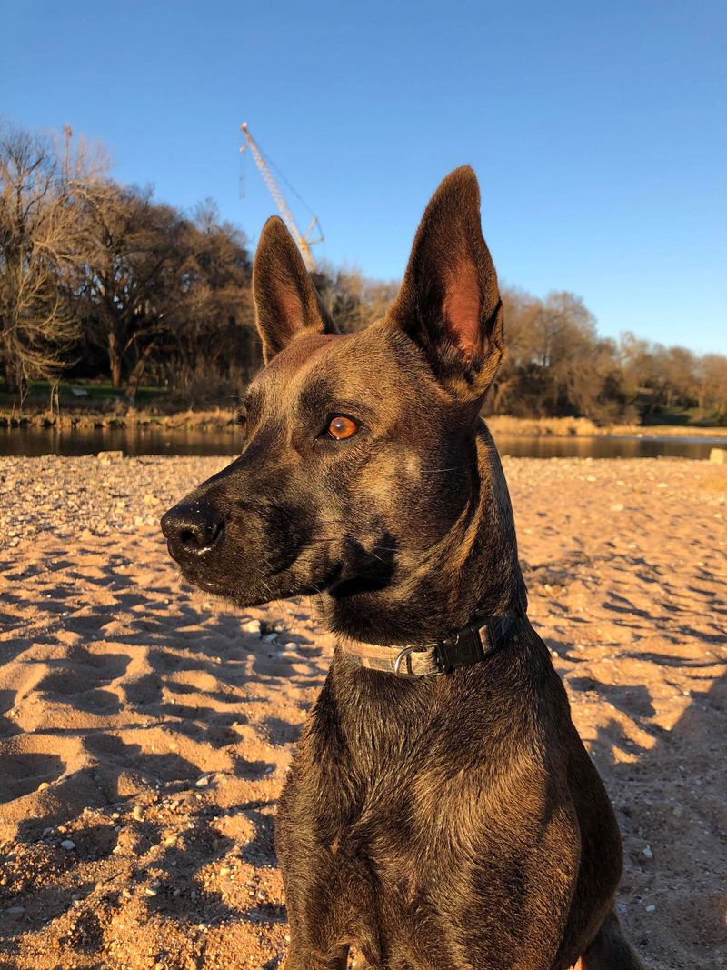 German Shepherd Chihuahua Mix