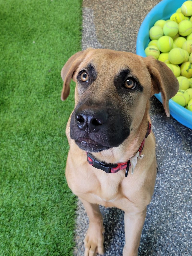 German Shepherd Mastiff Mix