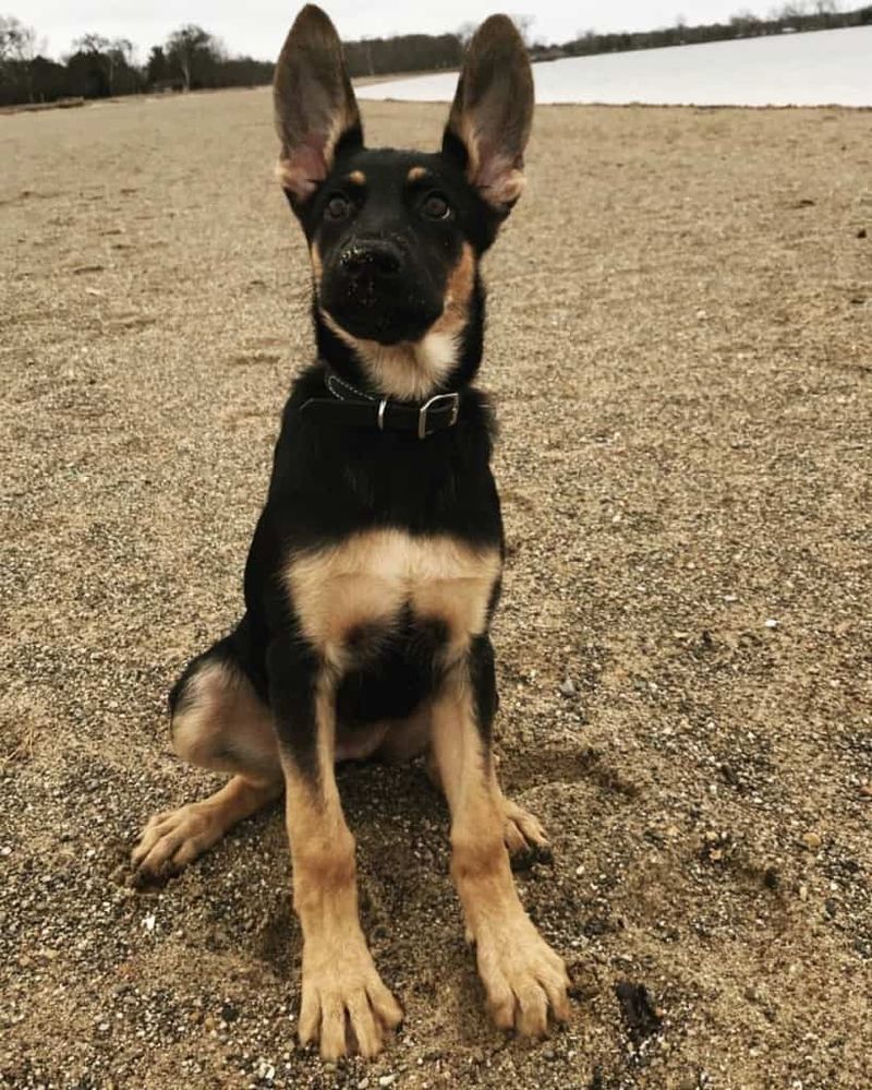 German Shepherd Doberman Mix