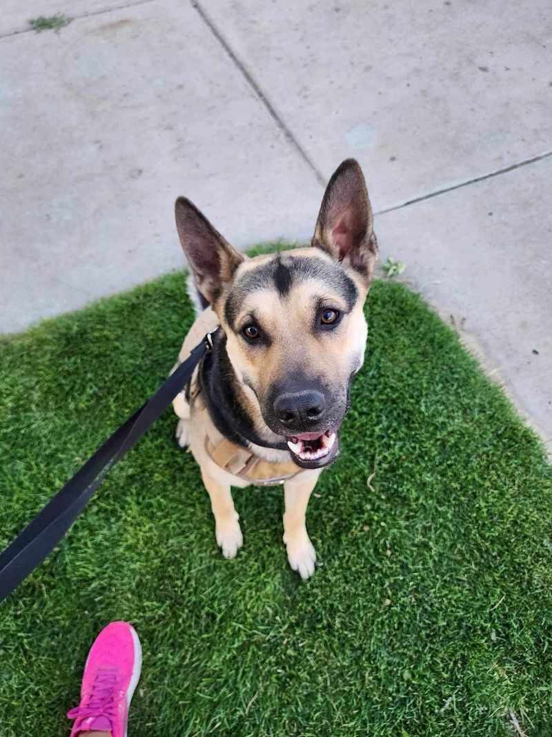 German Shepherd Bulldog Mix