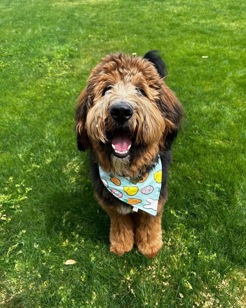 German Shepherd Poodle Mix