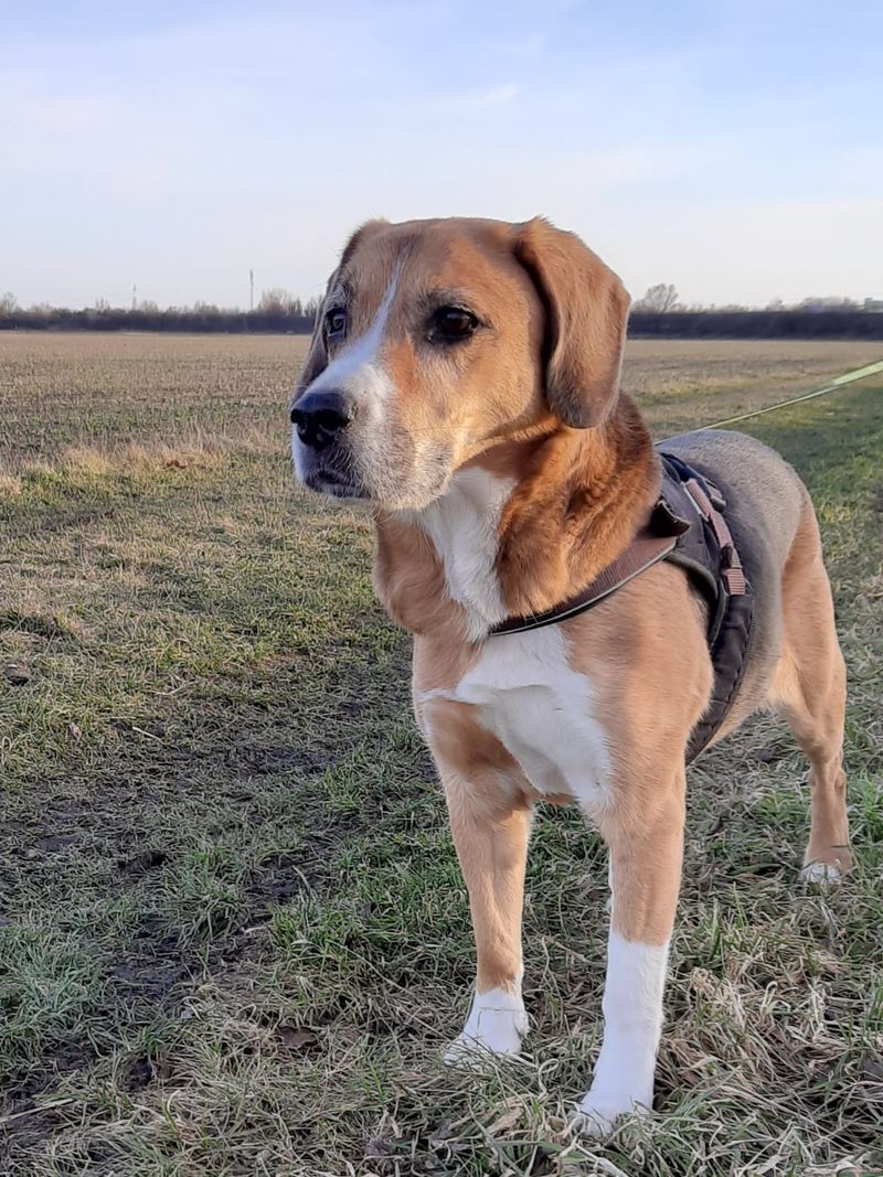 German Shepherd Beagle Mix