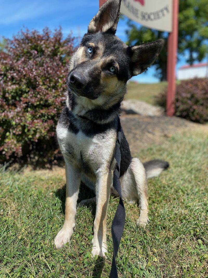 German Shepherd Husky Mix