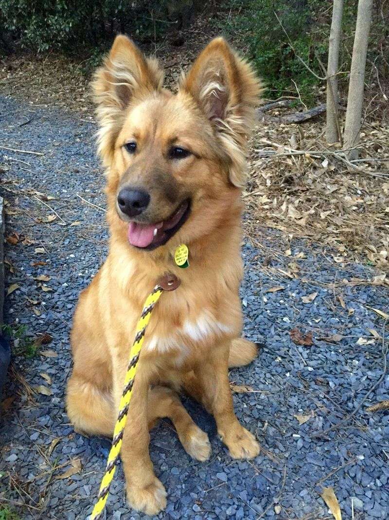 German Shepherd Golden Retriever Mix