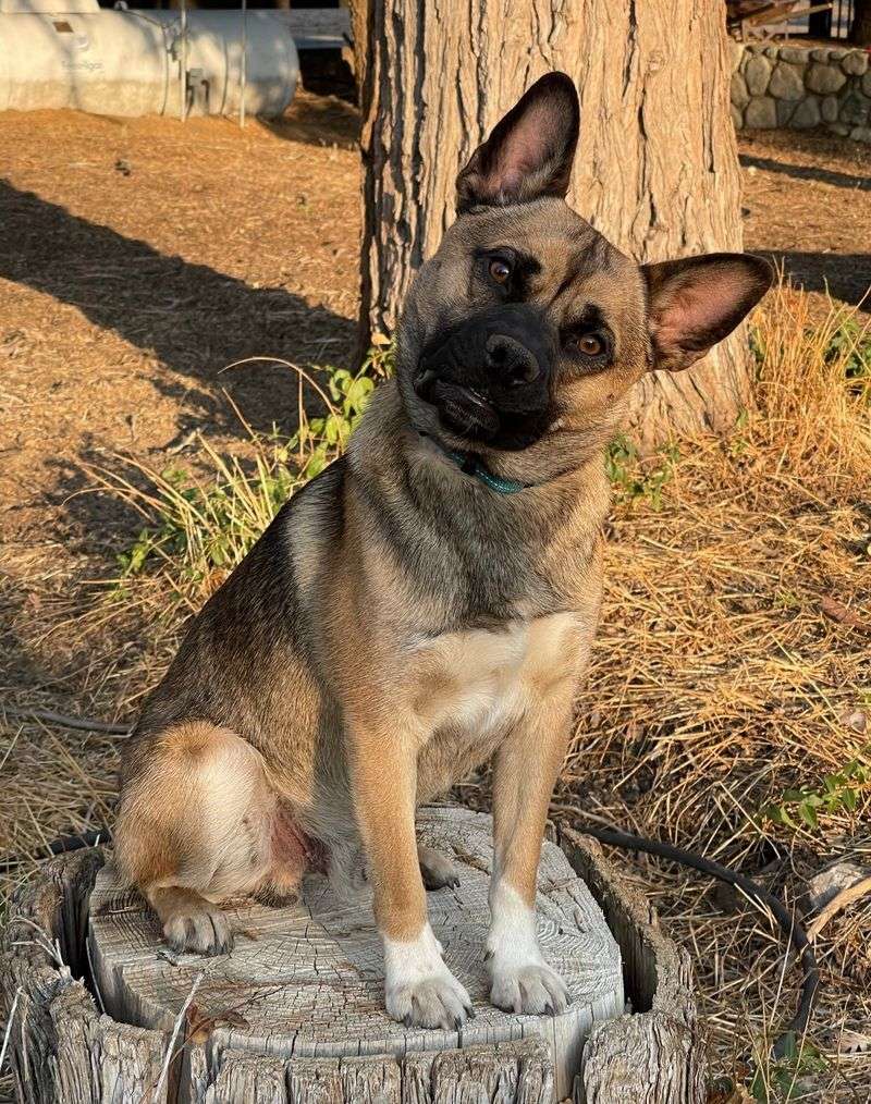 German Shepherd Pug Mix