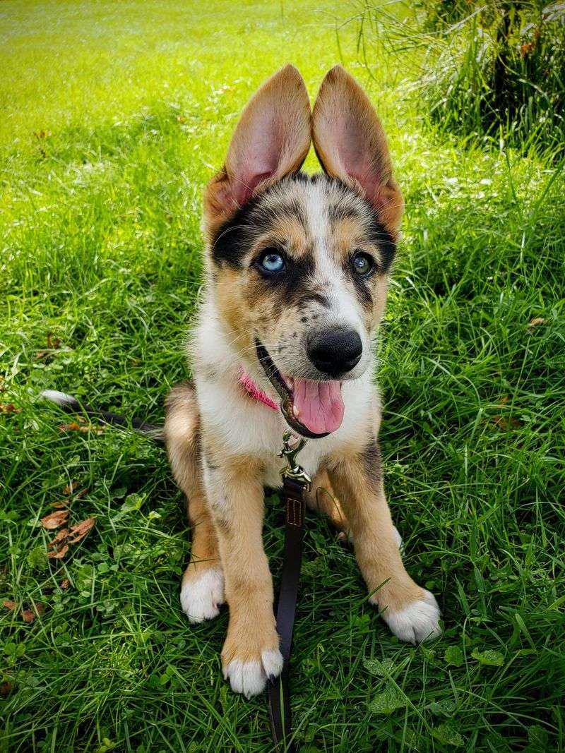 German Shepherd Border Collie Mix