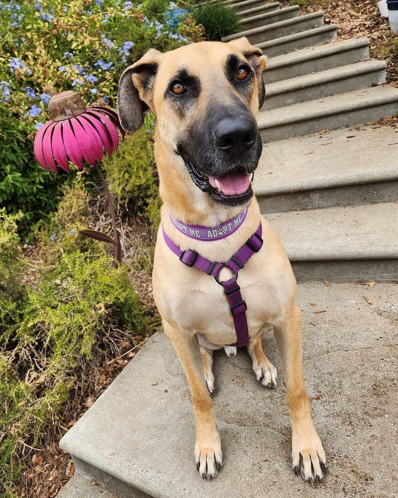 German Shepherd Great Dane Mix