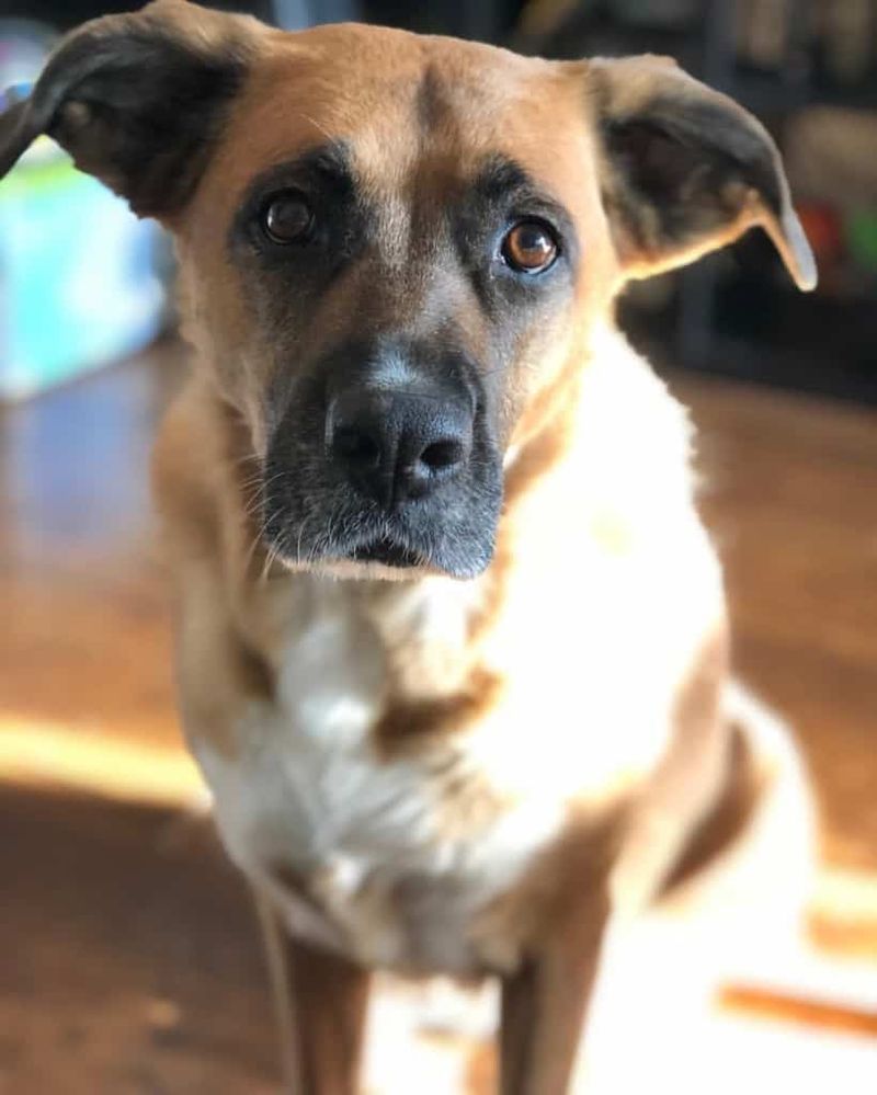 German Shepherd Boxer Mix