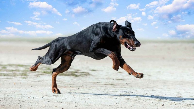 Doberman’s Speed and Agility